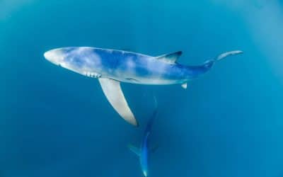 A woman on a Blue Shark spotting snorkel trip off the coast of Cornwall has been bitten by a shark in a very rare incident.