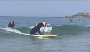 Dutch dog goes viral learning to surf at Fistral