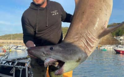 Another smalltooth sand tiger shark has washed up in the UK