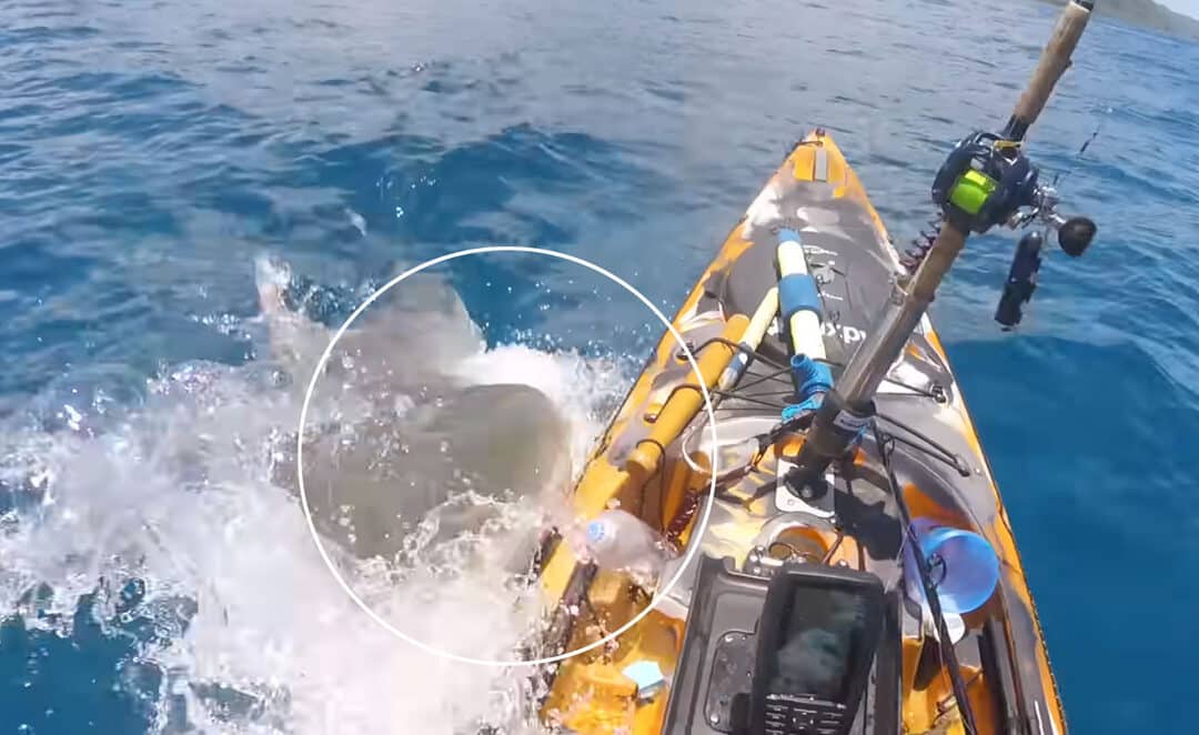 Tiger Shark VS Kayaker