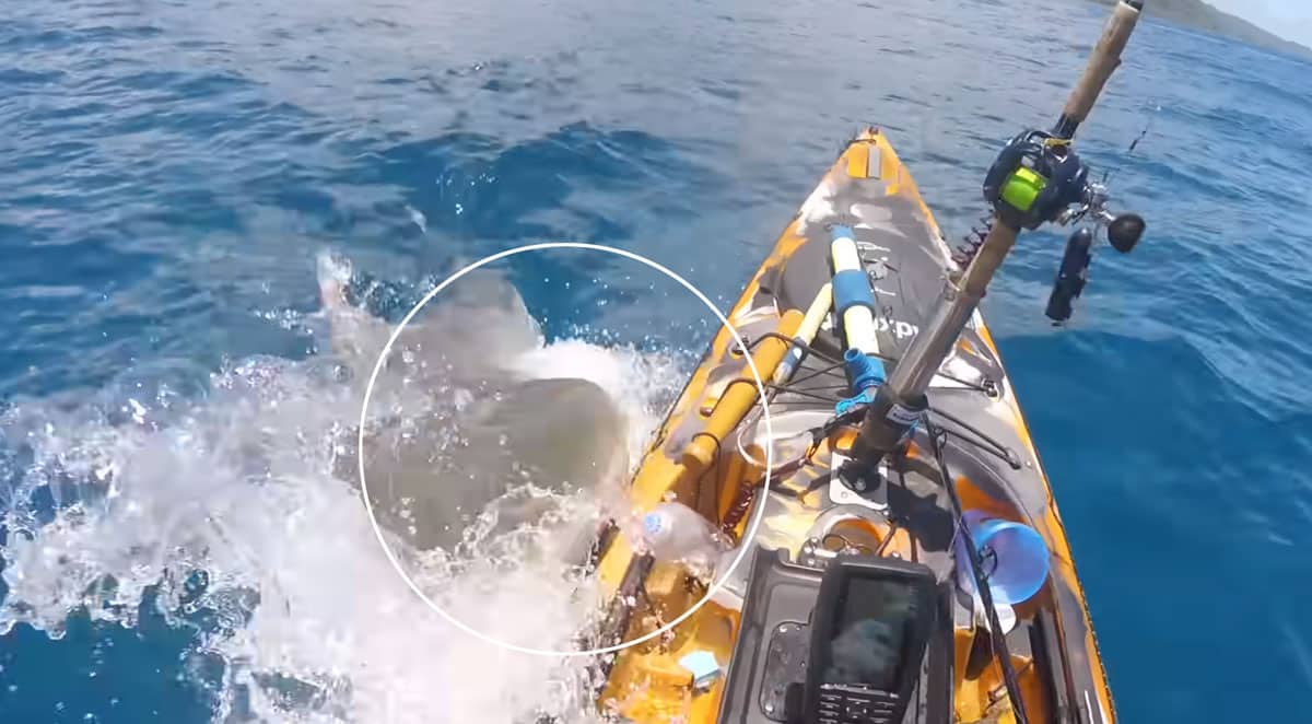 Tiger Shark VS Kayaker