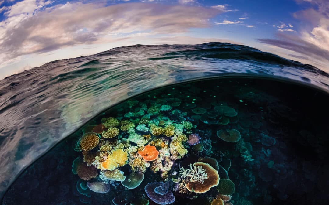 Patagonia launches global campaign