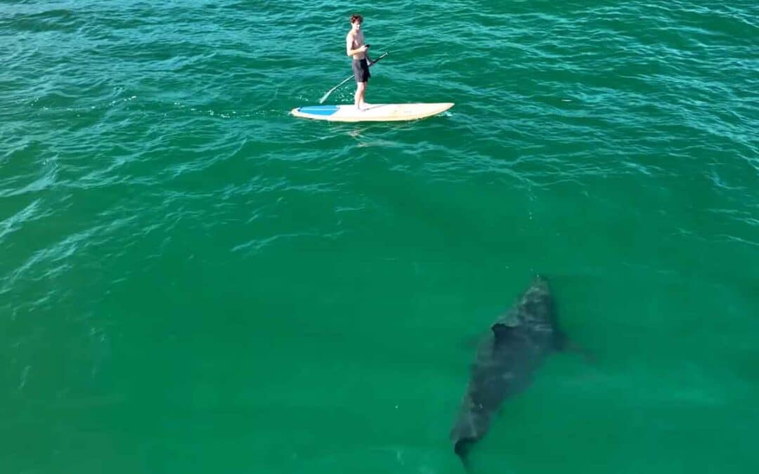 Shark & SUP