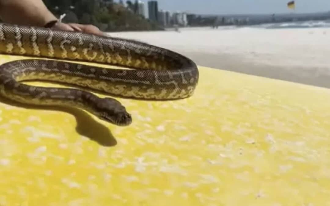 Snake Surfer Fined
