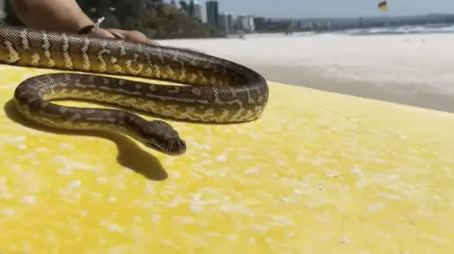Snake Surfer Fined