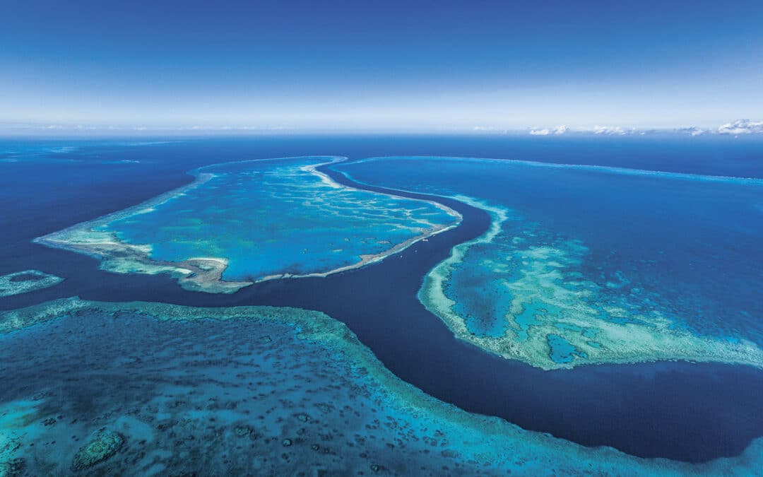 Patagonia: Ocean Protection & Restoration