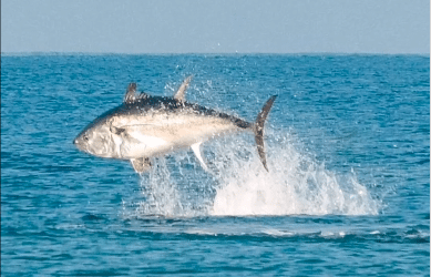 Are Japan’s long lines about to decimate the north Atlantic tuna population