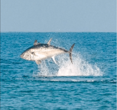 Are Japan’s long lines about to decimate the north Atlantic tuna population