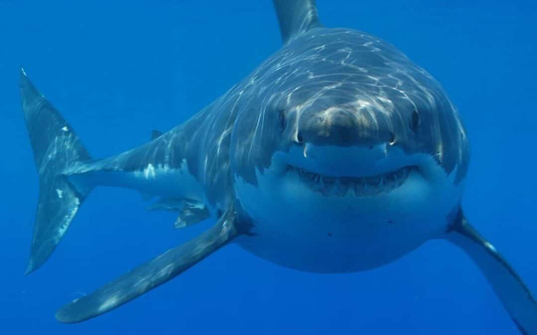 Ocearch scientists search for great whites off the coast of Ireland and the UK.