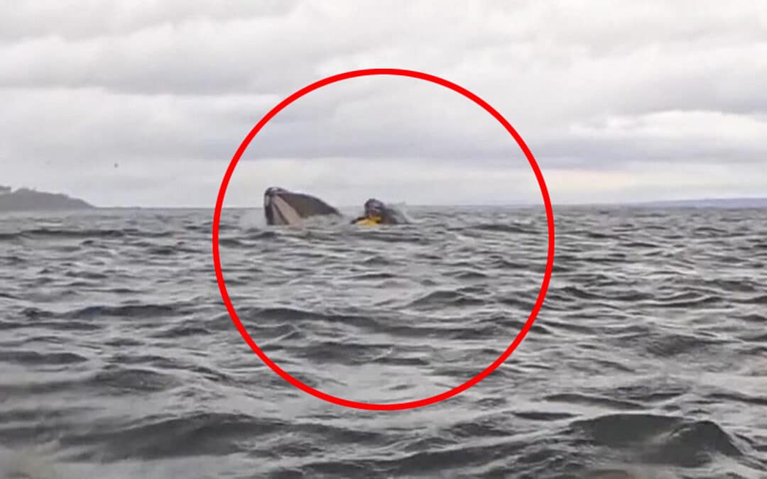 Man Swallowed by Humpback Whale