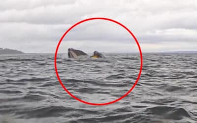 Man Swallowed by Humpback Whale