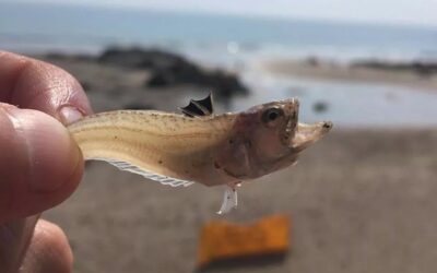The Devils Own Fish – The Weever is Back