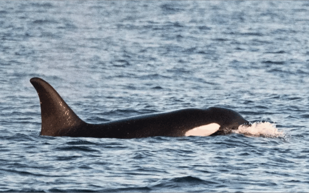 Orcas seen off Cornwall for first time