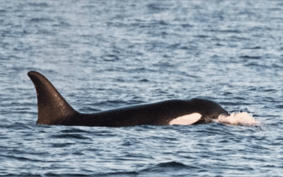 Orcas seen off Cornwall for first time