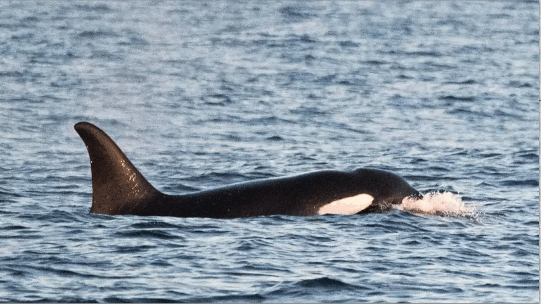 Orcas seen off Cornwall for first time