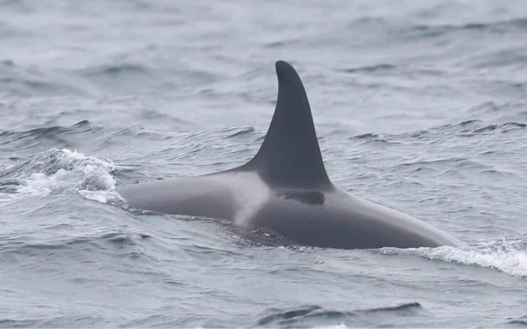 Orca Pod Return to Scilly islands – With a Surprise New Arrival!