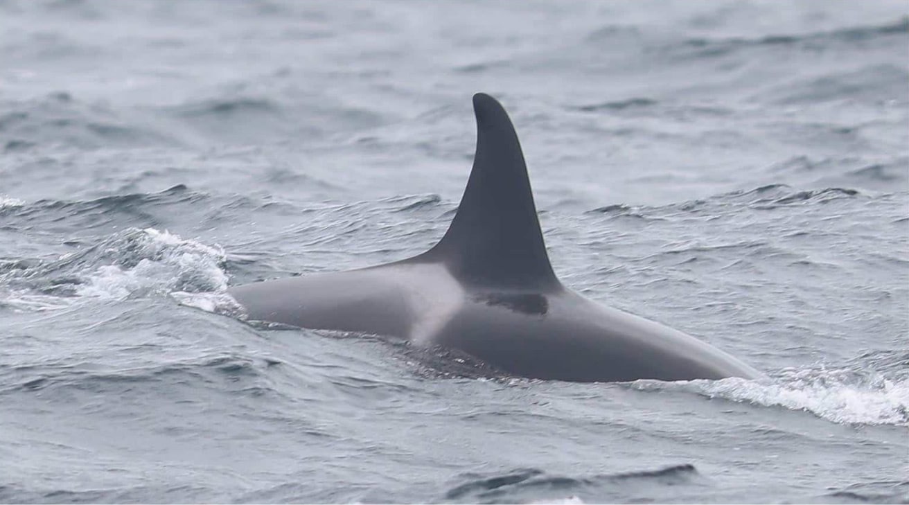 Orca Pod Return to Scilly islands – With a Surprise New Arrival!